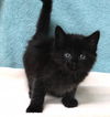 adoptable Cat in  named Gabe