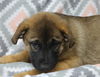 adoptable Dog in , MN named Daphine