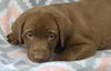 adoptable Dog in , MN named Drax