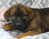 adoptable Dog in , MN named DeeDee