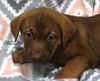 adoptable Dog in , MN named Drake