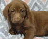 adoptable Dog in , MN named Delta