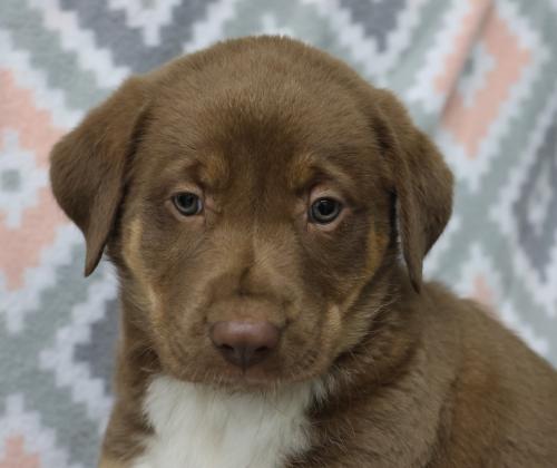 adoptable Dog in Thief River Falls, MN named Drago
