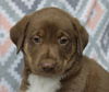 adoptable Dog in , MN named Drago