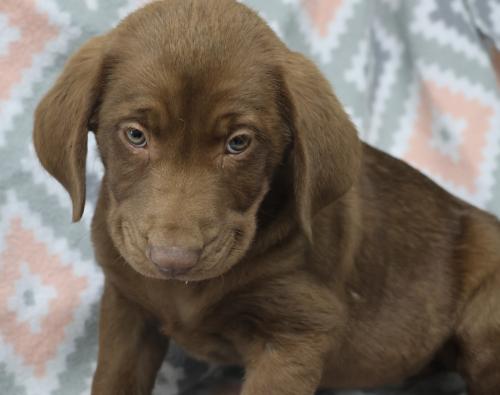 adoptable Dog in Thief River Falls, MN named Doja
