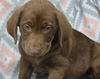 adoptable Dog in , MN named Doja