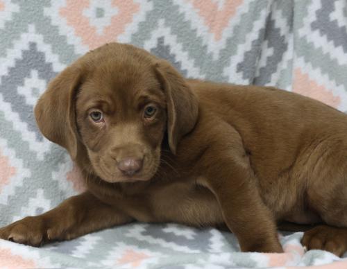 adoptable Dog in Thief River Falls, MN named Dotty
