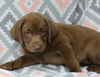 adoptable Dog in , MN named Dotty