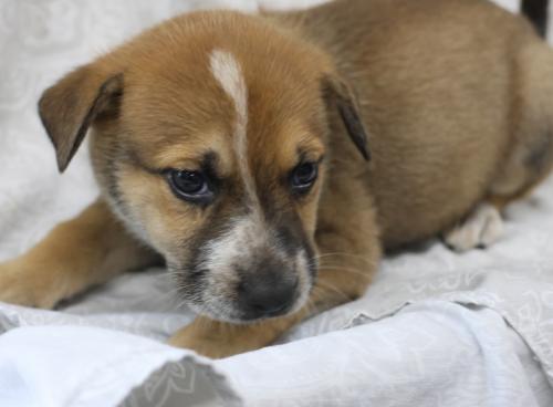 adoptable Dog in Thief River Falls, MN named Wish