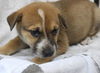 adoptable Dog in  named Wish