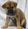 adoptable Dog in  named Wanda