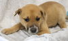 adoptable Dog in  named Winnie
