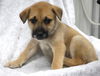 adoptable Dog in  named Watermelon
