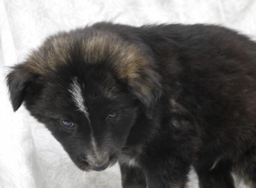 adoptable Dog in Thief River Falls, MN named Wes