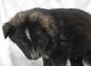 adoptable Dog in  named Wes
