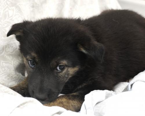 adoptable Dog in Thief River Falls, MN named Whiskers