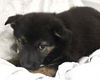 adoptable Dog in  named Whiskers
