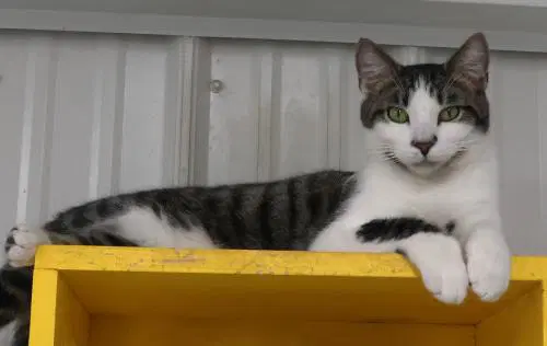 Henry - Domestic Short Hair