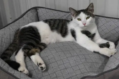 Helga - Domestic Short Hair