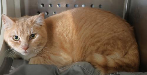 picture of the cat needing adoption