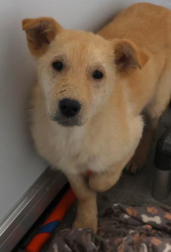 picture of the dog needing adoption
