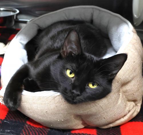Lexi, an adoptable Domestic Short Hair in Thief River Falls, MN