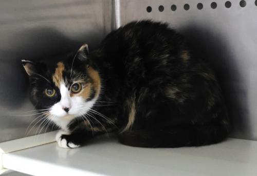 Quin, Adult Calico / Mixed, cat for adoption in Grand Forks, North Dakota