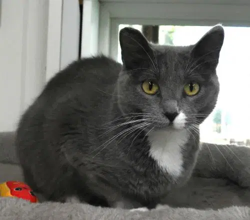 Moon - Domestic Short Hair