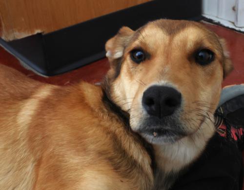 Nyxie, an adoptable Shepherd in Thief River Falls, MN