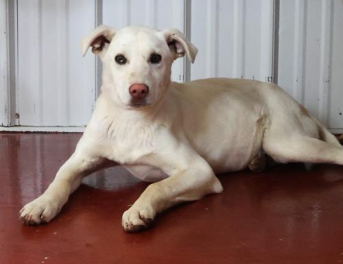 Neva, an adoptable Shepherd in Thief River Falls, MN