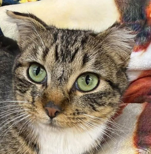 Omgee, an adoptable Domestic Short Hair in Thief River Falls, MN