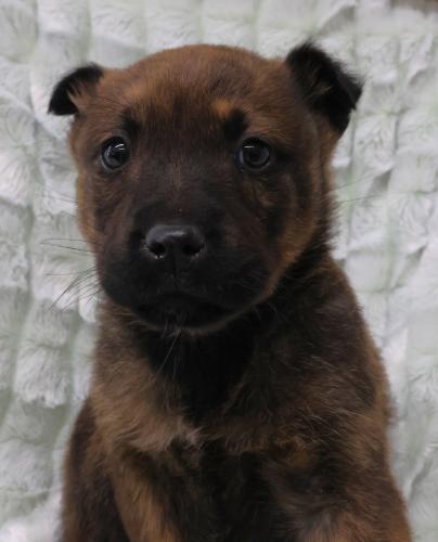 Jazmine, an adoptable Shepherd in Thief River Falls, MN