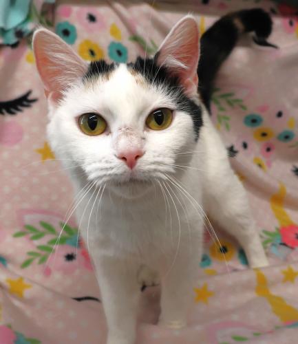Whodonna, an adoptable Domestic Short Hair in Thief River Falls, MN