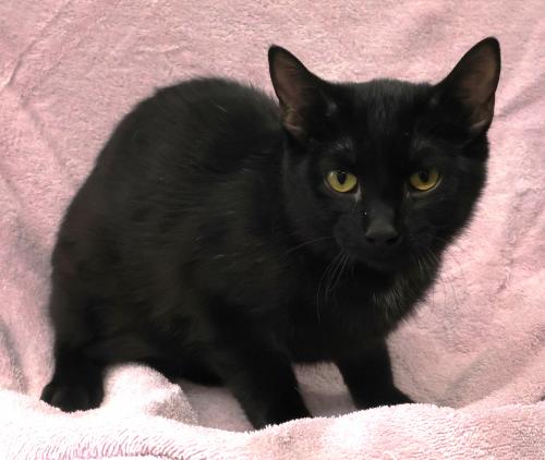picture of the cat needing adoption