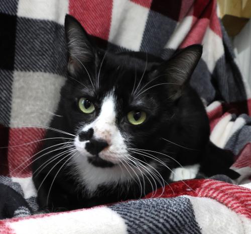 picture of the cat needing adoption