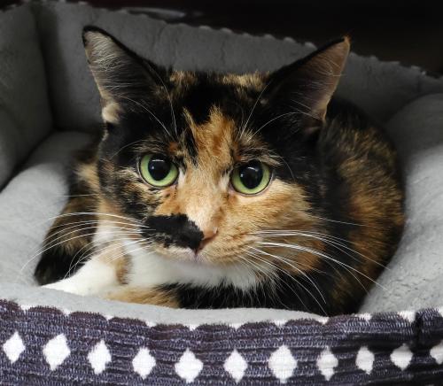 picture of the cat needing adoption