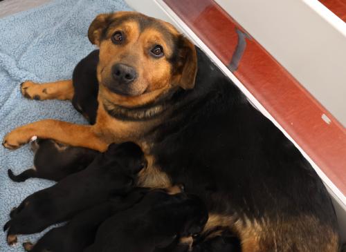 picture of the dog needing adoption