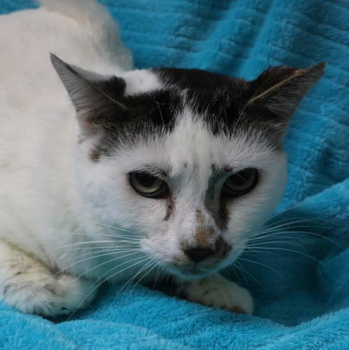 picture of the cat needing adoption