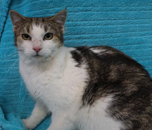 Elva, Adult Domestic Short Hair / Mixed, cat for adoption in Grand Forks, North Dakota