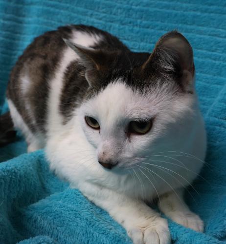Eban, Adult Domestic Short Hair / Mixed, cat for adoption in Grand Forks, North Dakota