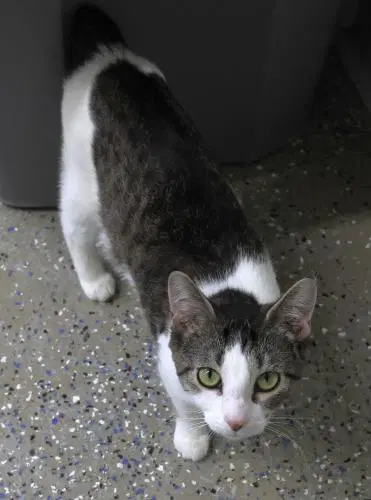Ebba - Domestic Short Hair
