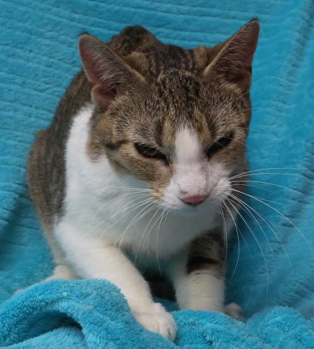 picture of the cat needing adoption