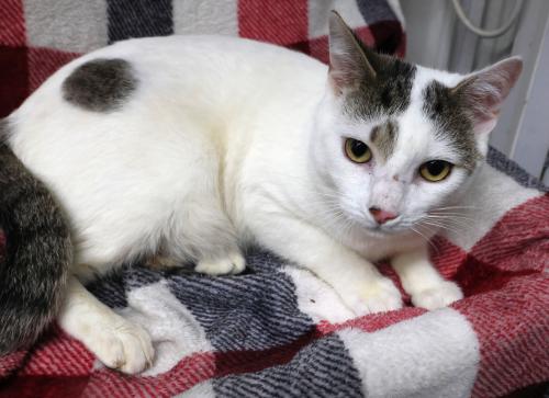 picture of the cat needing adoption