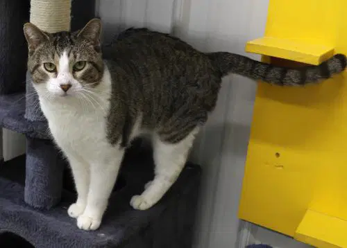 Elroy - Domestic Short Hair