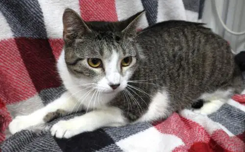 Ellery - Domestic Short Hair