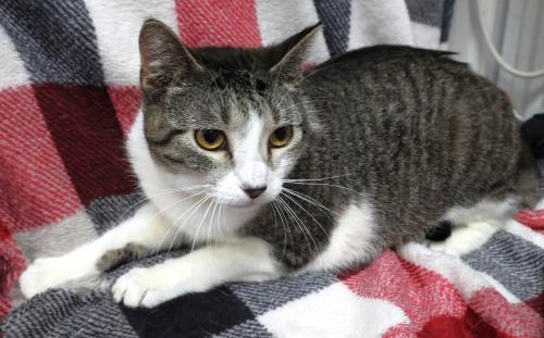 Ellery, Adult Domestic Short Hair / Mixed, cat for adoption in Grand Forks, North Dakota