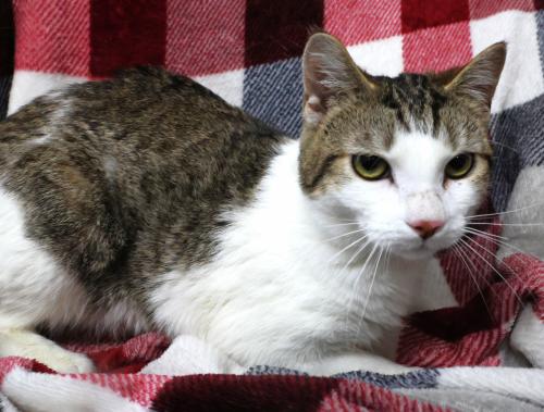 picture of the cat needing adoption