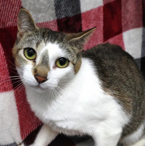 Evee, Adult Manx / Mixed, cat for adoption in Grand Forks, North Dakota