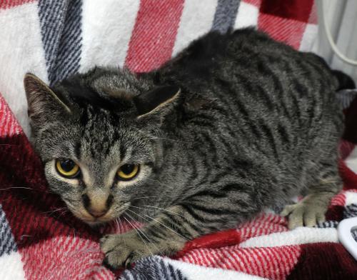 Ejiro, Adult Domestic Short Hair / Mixed, cat for adoption in Grand Forks, North Dakota