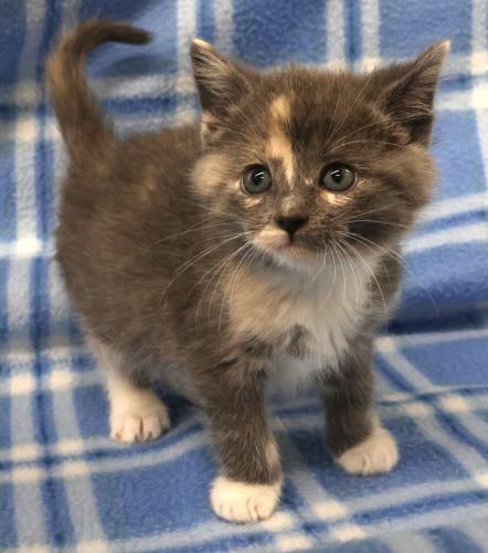 picture of the cat needing adoption